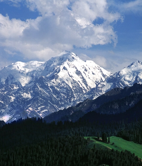 新手养鸭