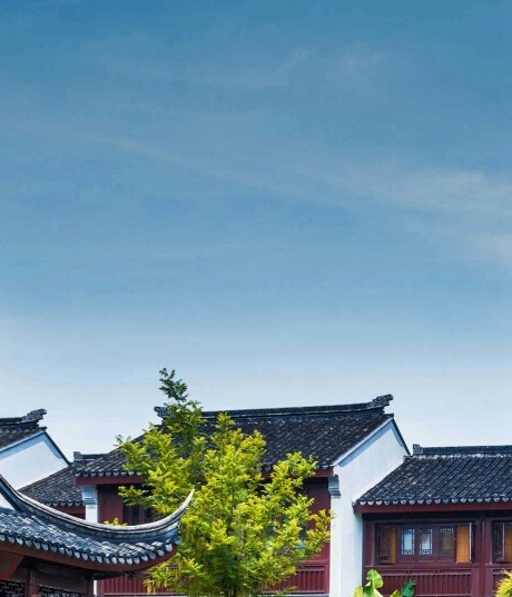 月季压枝成功案例
