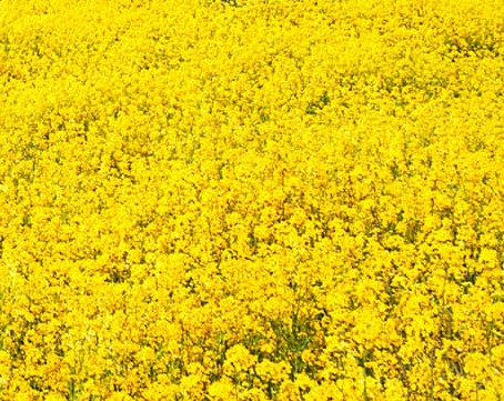 钓鱼岛