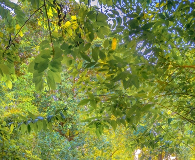 在网上做什么项目赚钱