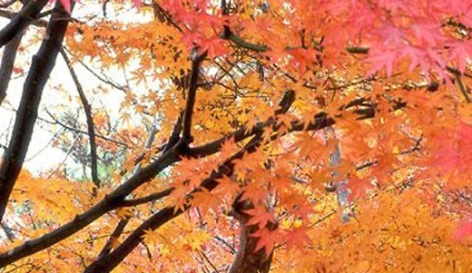 小吃加盟哪个项目好赚钱