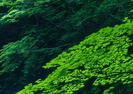 赚钱的案例