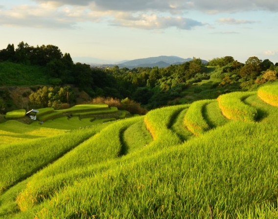 电话介绍赚钱项目，探究打电话赚钱