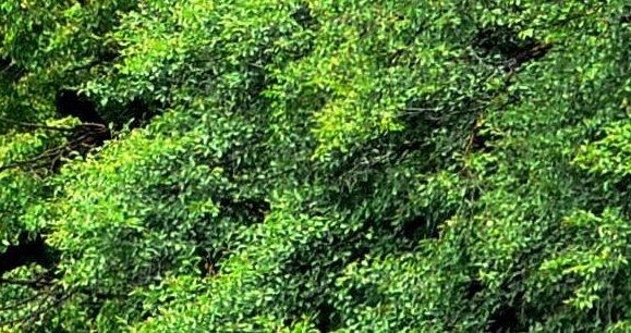 养殖家禽最赚钱的方法