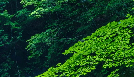 飞机退票诈骗案例
