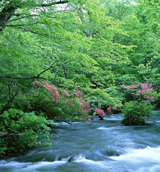 开心养鸡场