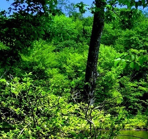葱油饼赚钱案例
