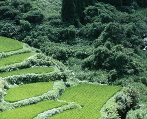 逍遥情缘合宠攻略