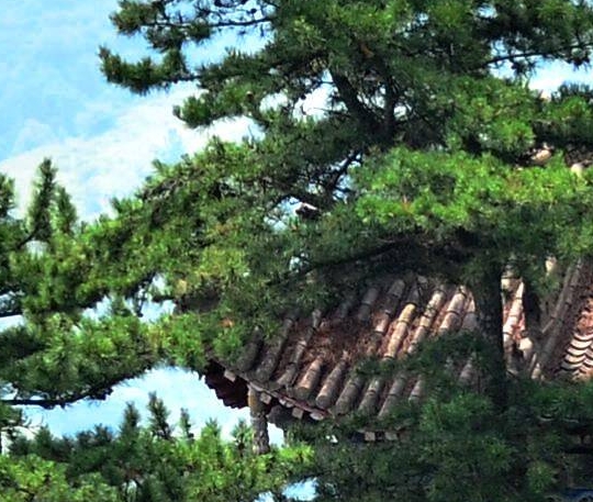 2021最赚钱的种植项目