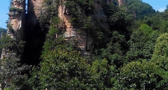 栽什么风景树赚钱