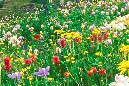 锦鲤养殖知识