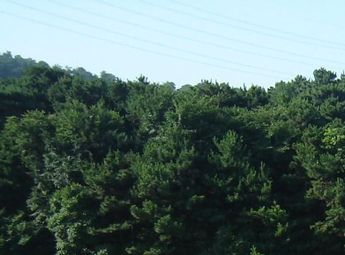 大兴安岭跑山赚钱吗