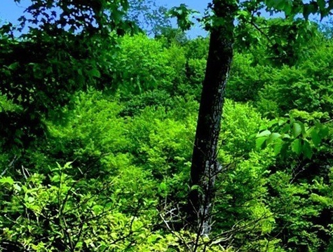 搭河过桥游戏视频