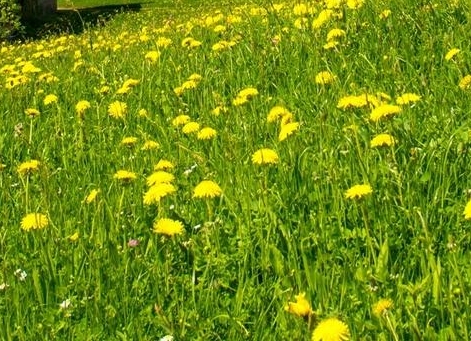 卖花瓣赚钱案例