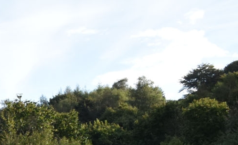 包山砍树赚钱吗