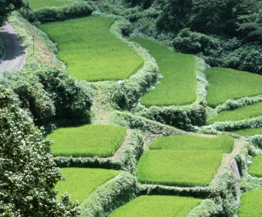 林业碳汇交易成功案例