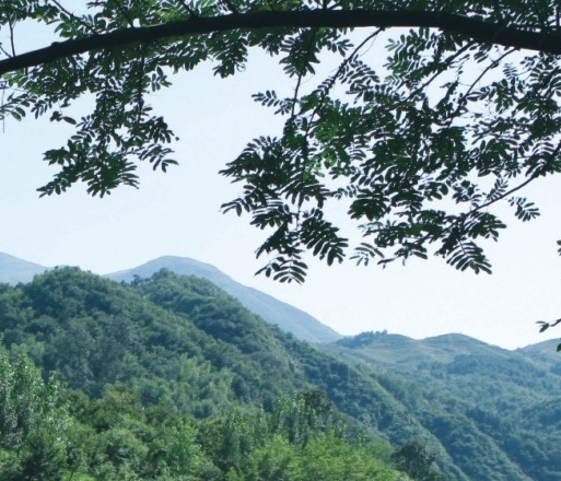 点阵激光祛疤3次效果实例