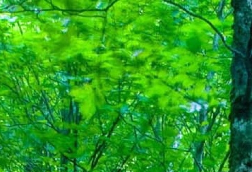 海外问卷调查项目赚钱吗
