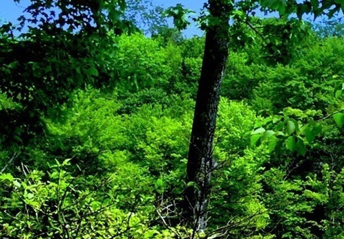 餐厅拍照赚钱方法视频教学
