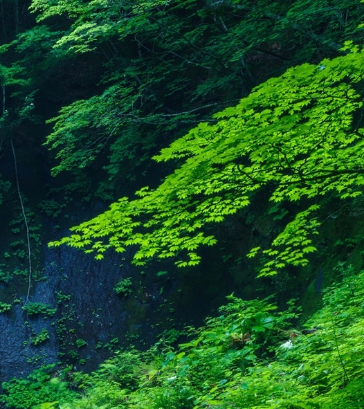 玉石案案例分析