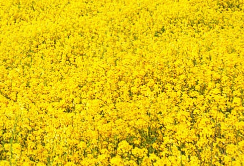 汽车打车赚钱方法视频