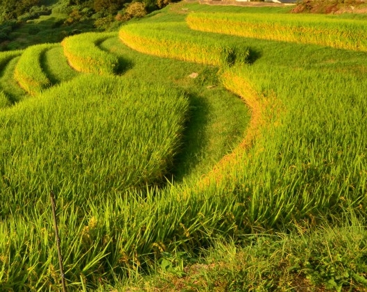 学生画画赚钱软件