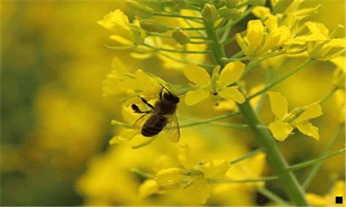 三趣味星球app苹果下载