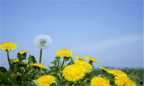 三用50个手机刷趣头条