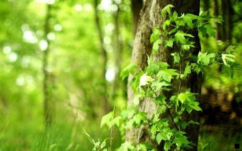 二顾问导师微信赚钱