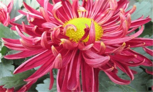 二室内无土种植致富项目