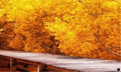 一手机做任务骗局