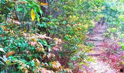 二农村荒山种植什么赚钱