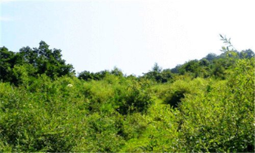 一火山小视频赚钱谁给