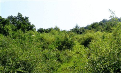 三qq农场种植什么又快又赚钱