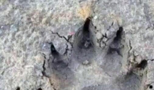 一蓝猫赚钱