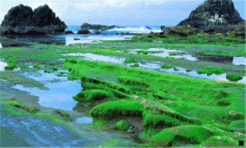 三油泼面用什么油最好