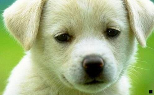 三犹太人统治全世界的阴谋