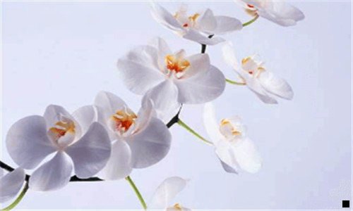 一卖青菜赚钱吗