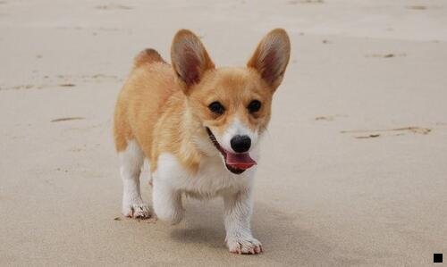 二seo能引流吗