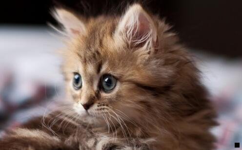 一做天猫网店能赚钱吗
